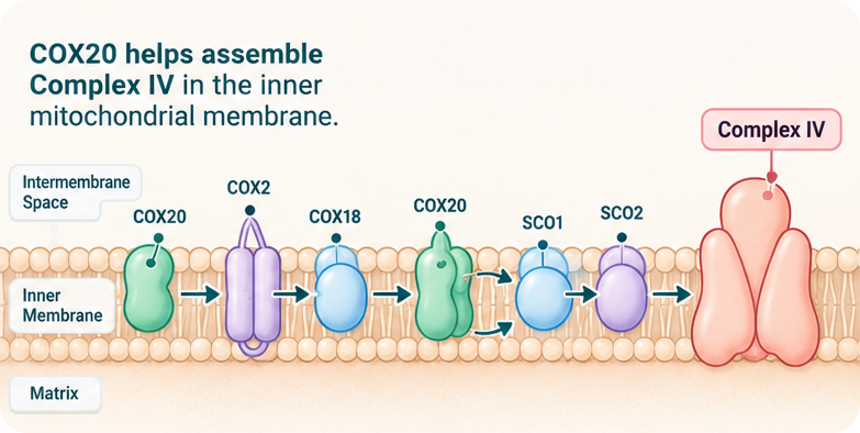 Diagram showing COX20, COX2, COX18, SCO1, and SCO2 assembly factors working in the inner mitochondrial membrane to build Complex IV